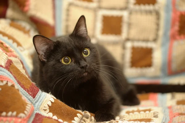 Gato negro — Foto de Stock