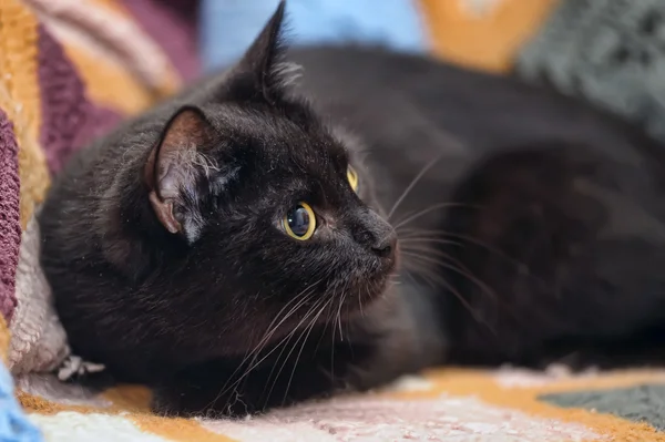 Schwarze Katze — Stockfoto