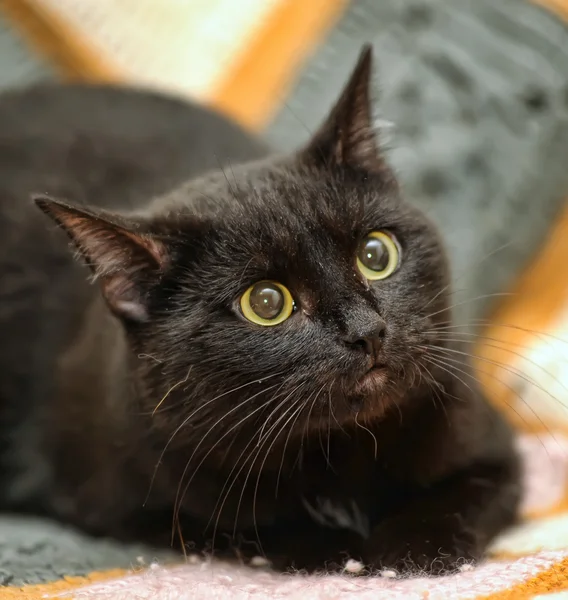 Gato negro — Foto de Stock