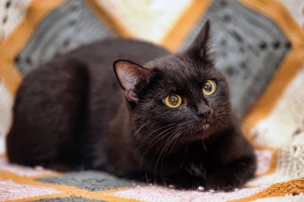 Schwarze Katze — Stockfoto