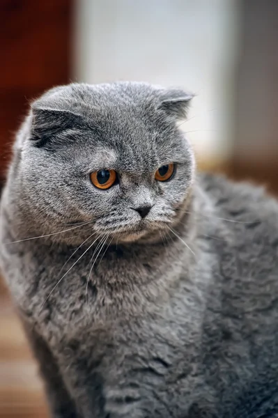 Szary kot Szkocki zwisłouchy — Zdjęcie stockowe