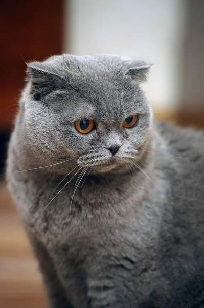 Schwarze Katze — Stockfoto