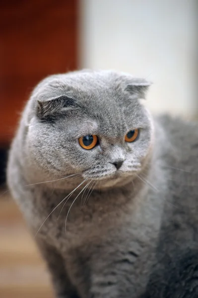 Scottish fold katt grå — Stockfoto