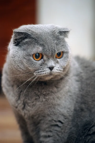 Pieghevole scozzese gatto grigio — Foto Stock