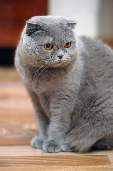 Шотландська висловуха кішка сірий — стокове фото