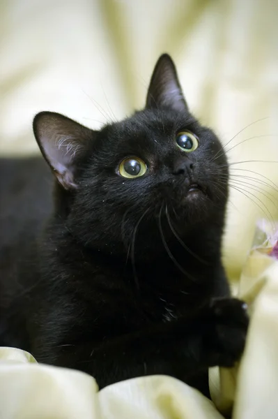 Schwarze Katze — Stockfoto