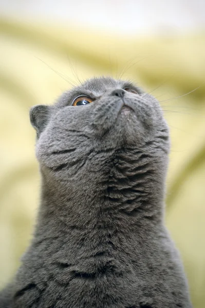Szary kot Szkocki zwisłouchy — Zdjęcie stockowe