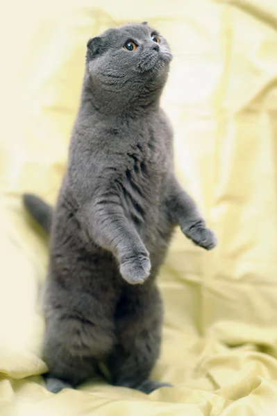 Scottish fold katt grå — Stockfoto