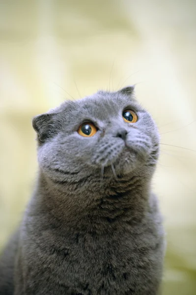 Scottish fold cat grey — Stock Photo, Image