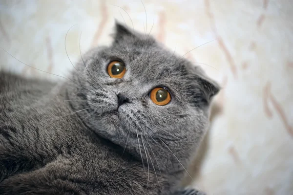 Scottish fold cat grey — Stock Photo, Image