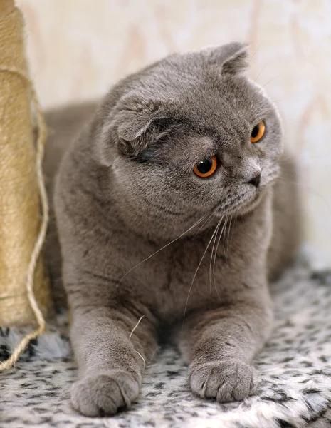 苏格兰折耳猫猫灰色 — 图库照片