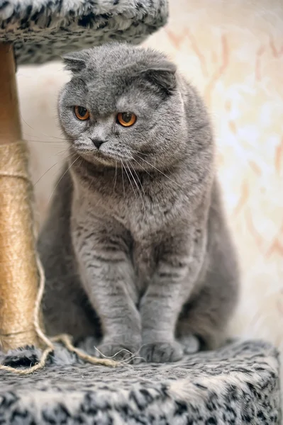 Scottish fold cat grey — Stock Photo, Image