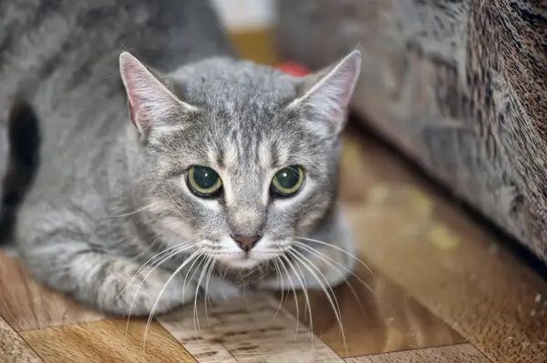 Frightened tabby Cat — Stock Photo, Image