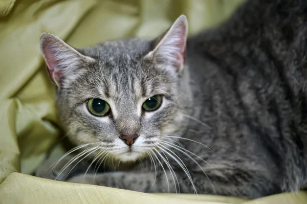 Verängstigte Tabby-Katze — Stockfoto