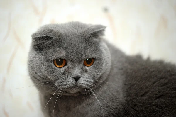 Шотландська висловуха кішка сірий — стокове фото