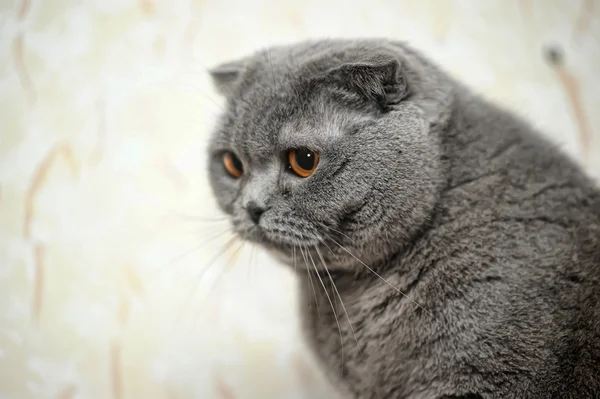 Scottish fold katt grå — Stockfoto