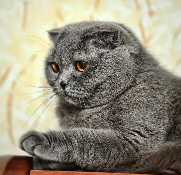 Scottish fold katt grå — Stockfoto