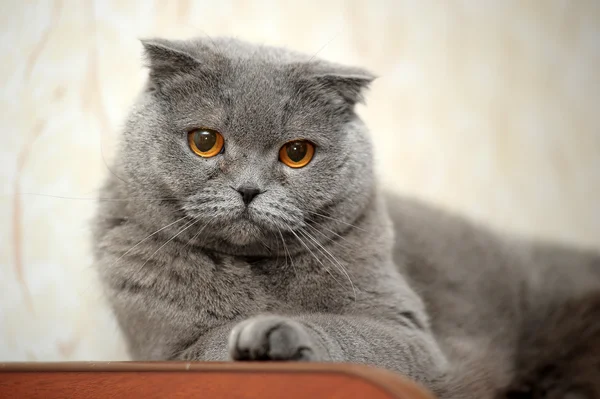 Pieghevole scozzese gatto grigio — Foto Stock