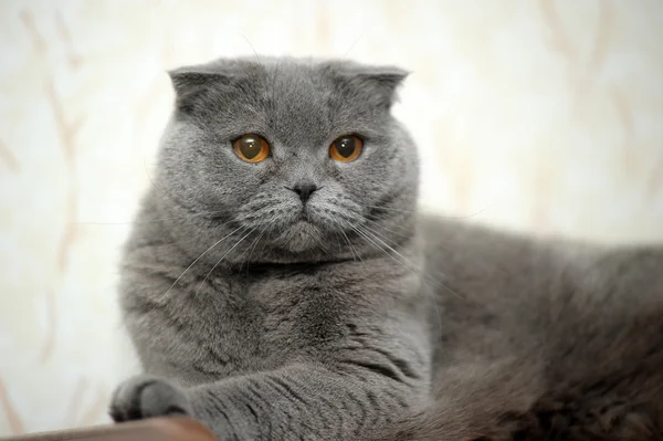 Scottish fold cat grey — Stock Photo, Image