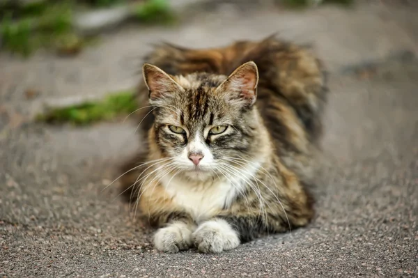 HOMELESS CAT — Stock Photo, Image
