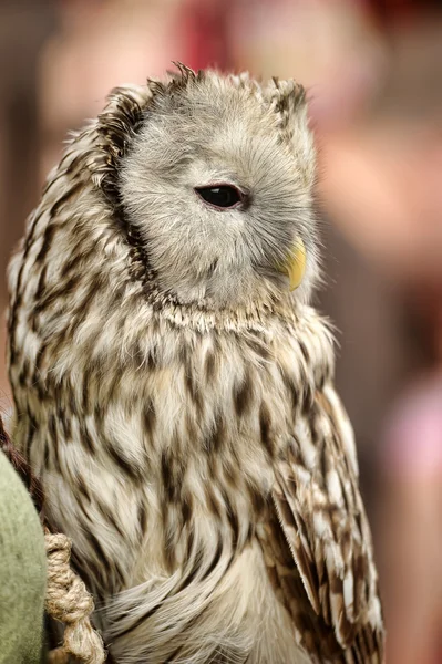 フクロウの顔 — ストック写真