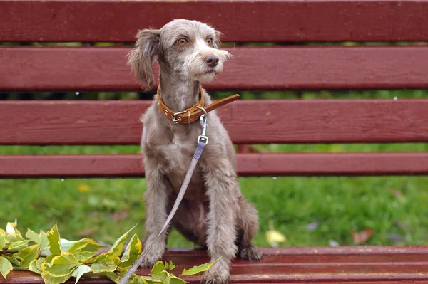 Terrier — Stock Photo, Image