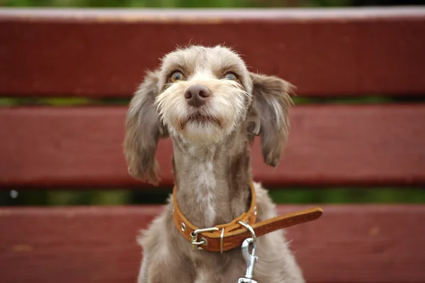 Terrier — Stockfoto