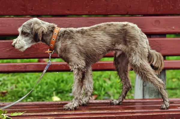 Terrier. — Foto de Stock