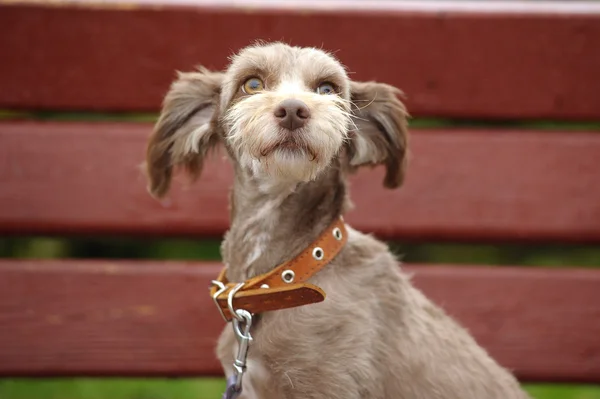 Terrier — Stock Photo, Image