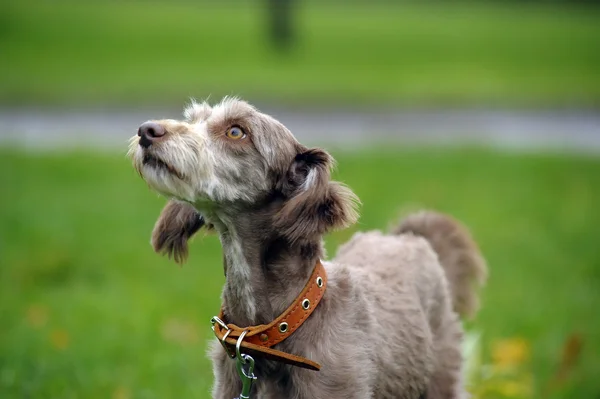 Terrier. — Foto de Stock