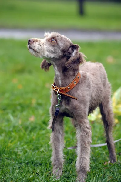 Terrier — Stockfoto