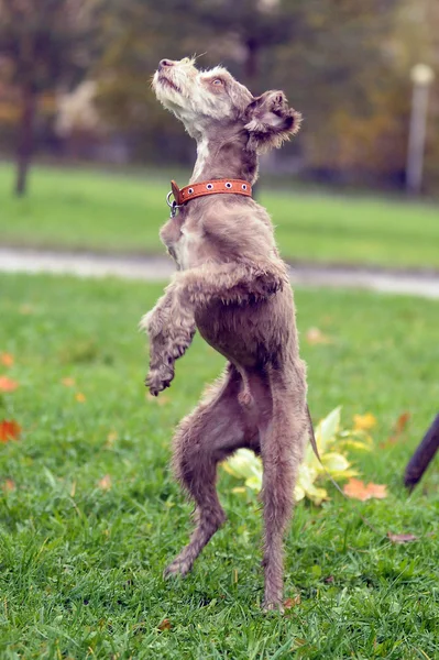 Terrier — Stock Photo, Image