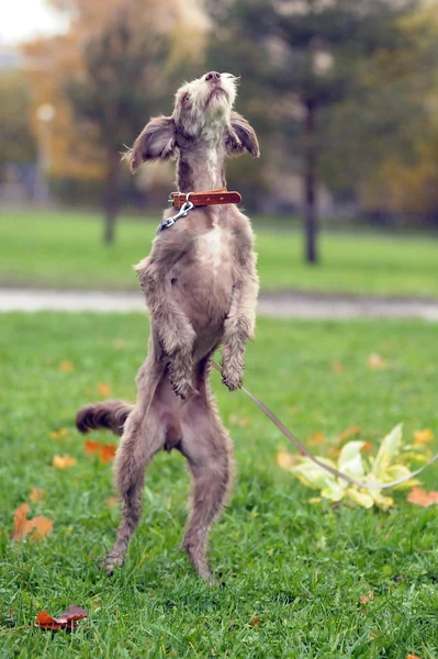 Terrier. — Foto de Stock