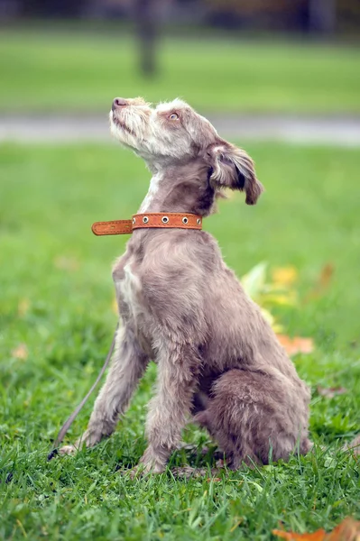 Terrier — Stockfoto