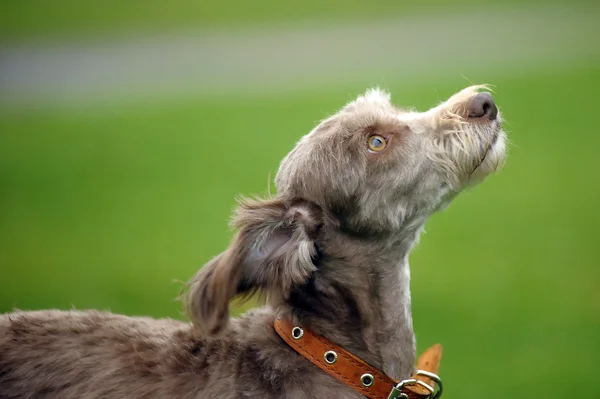 Terrier — Stockfoto