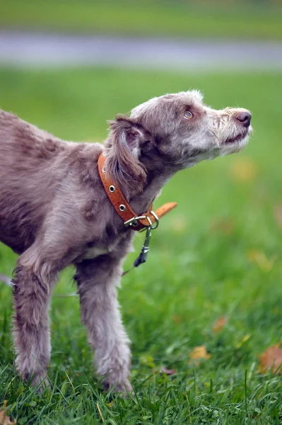 Terrier — Stock Photo, Image