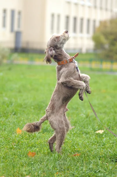 Terrier — Foto Stock