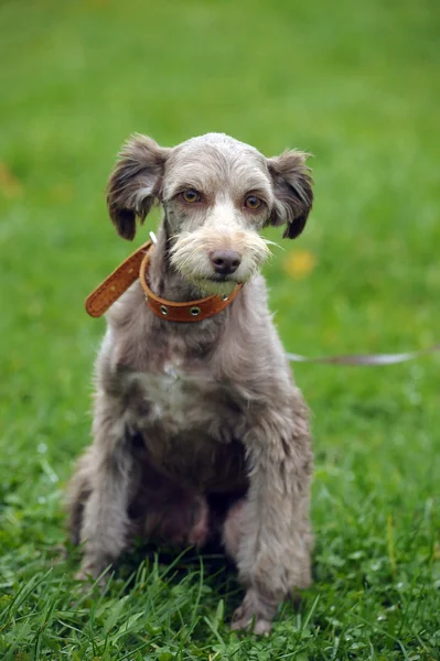 Terrier — Stockfoto