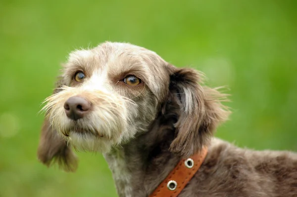 Terriër — Stockfoto