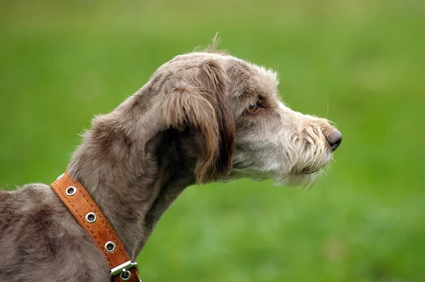 Terrier — Stock Photo, Image