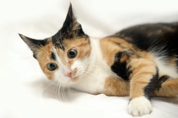 Сurious cat — Stock Photo, Image