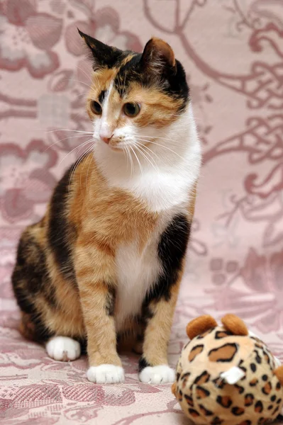 Сurious cat — Stock Photo, Image