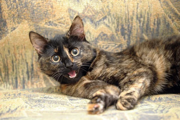 สีทอร์ตี้แมว — ภาพถ่ายสต็อก