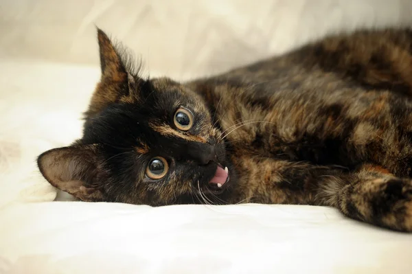 Cat tortie color — Stock Photo, Image