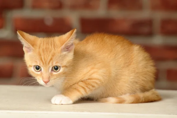 Zencefil yavru kedi — Stok fotoğraf