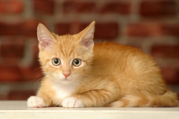 Zencefil yavru kedi — Stok fotoğraf
