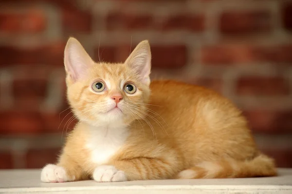 Zencefil yavru kedi — Stok fotoğraf