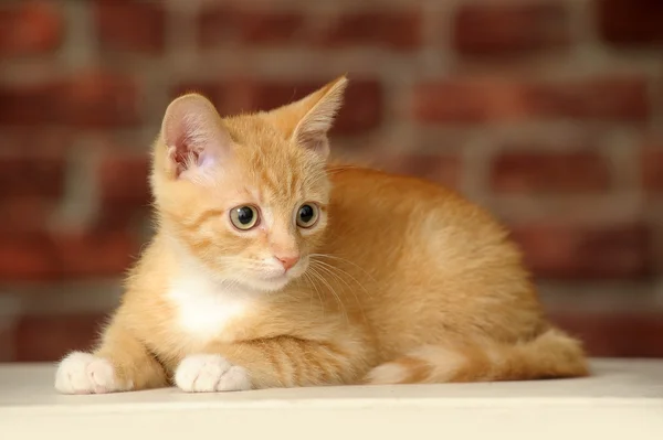 Gatito jengibre — Foto de Stock