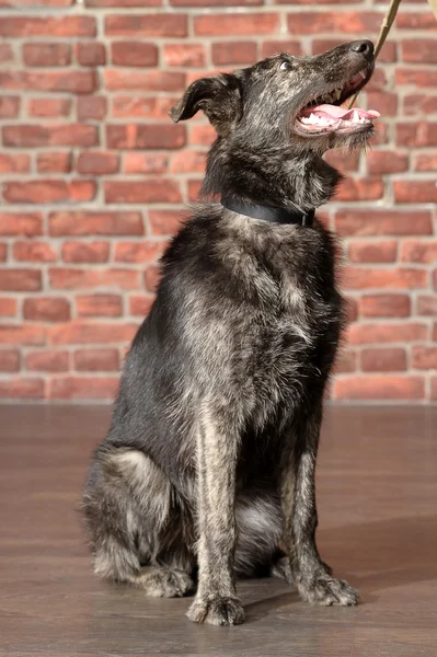 Mesties hond voor een bakstenen muur — Stockfoto