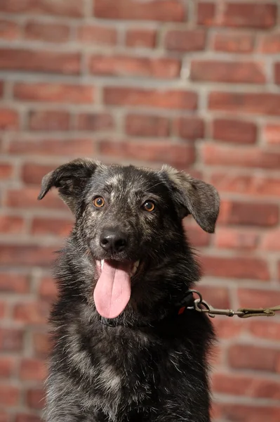 Halvblods hund framför en tegelvägg — Stockfoto